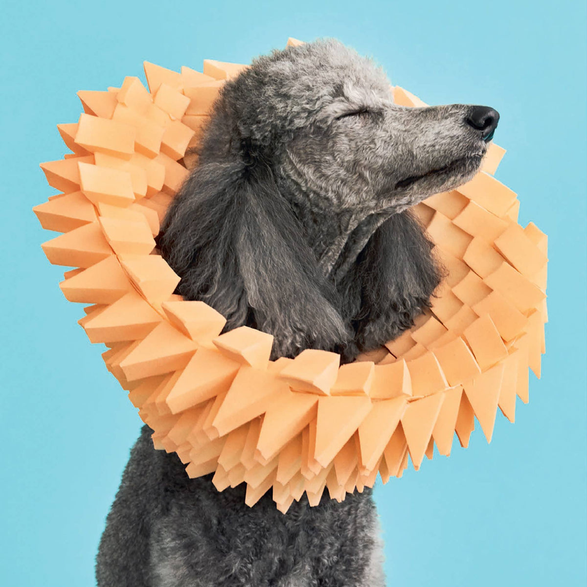 Cone of Shame
