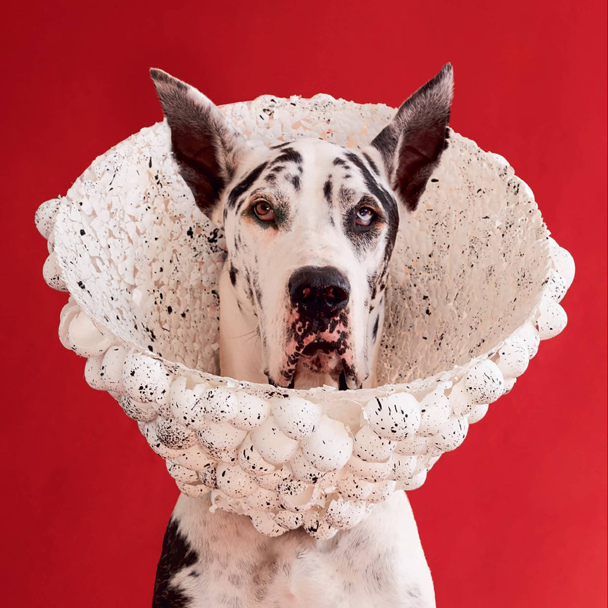 Cone of Shame