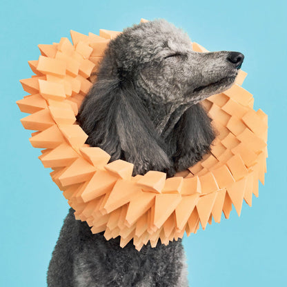 Cone of Shame