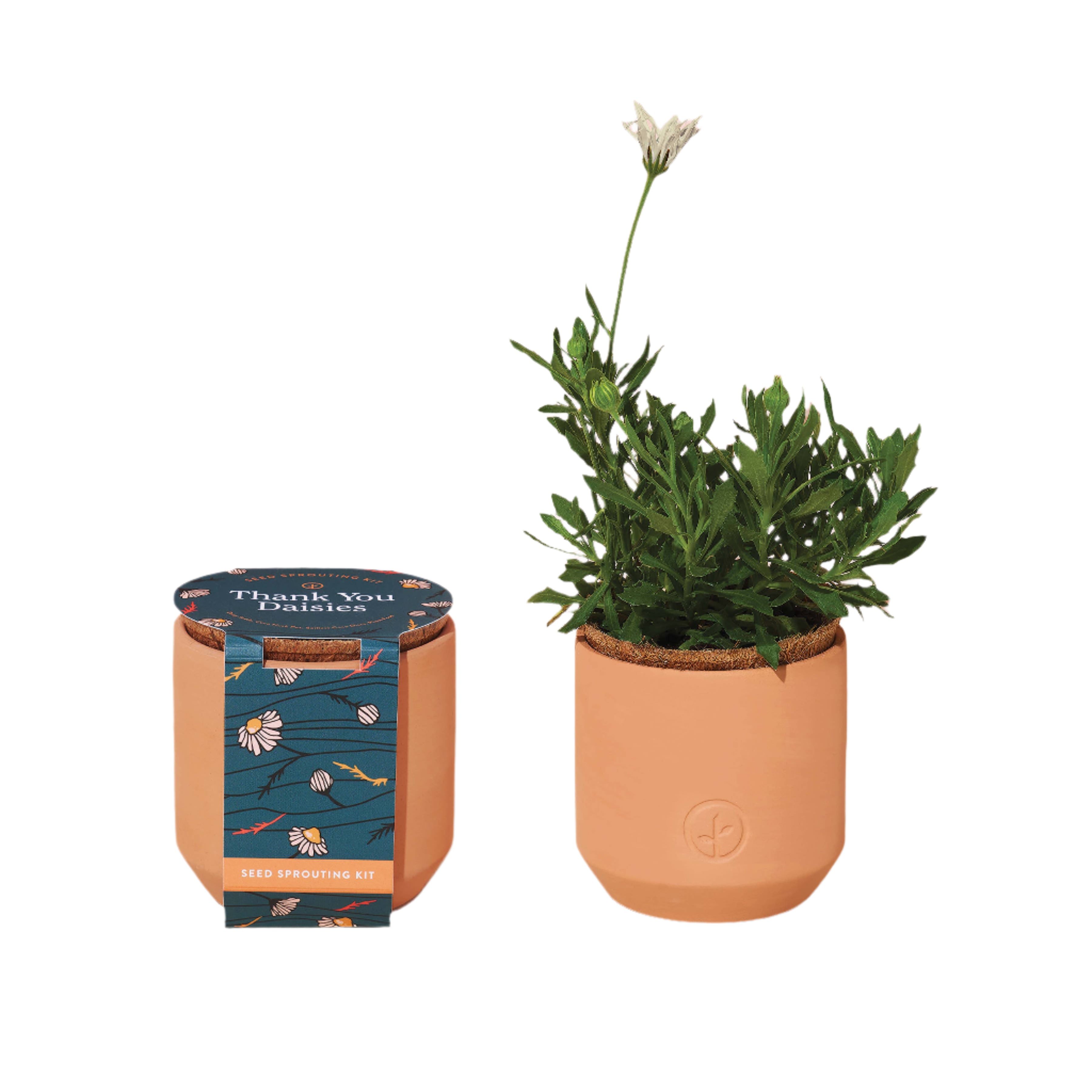 Mini terracotta grow kit with reusable pot and daisy seeds, includes everything needed to start growing—just add water and sun! Perfect gift for a beginner gardener!